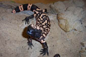 Immagini