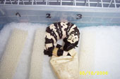 Schiusa di Heloderma suspectum