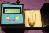 Contrôle de vitalité: la mesure et représentation de la fréquence cardiaque chez un Heloderma non éclos (Avitronics, Buddy Digital Egg Monitor)